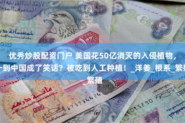 优秀炒股配资门户 美国花50亿消灭的入侵植物，一到中国成了笑话？被吃到人工种植！_洋姜_根系_繁殖